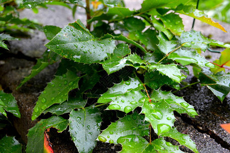 雨后花园中的绿地景观水滴背景图片