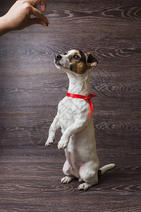 站在两条腿上乞讨食物的可爱狗杰克罗素泰瑞在黑暗图片