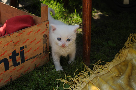 蓝眼睛的小白猫图片