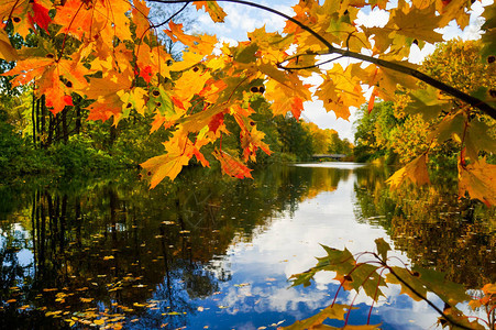 秋季公园秋天的树木和树叶图片