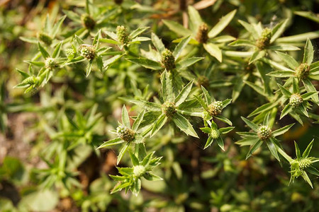 自然花园中的新鲜绿色刺槐植物图片