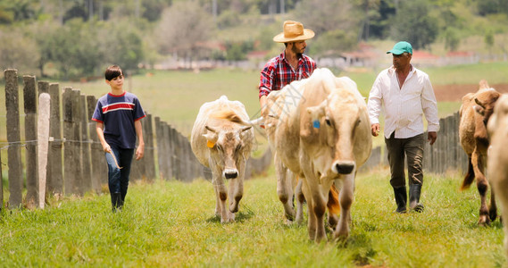 农民在农村养牛的日常生活拉丁美洲的农民在家庭牧场饲养牲畜爷爸图片