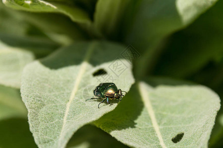 从Bronzovok的子家族观看Coleoptera的金色图片