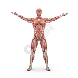 肌肉系统前部视图这是3图片