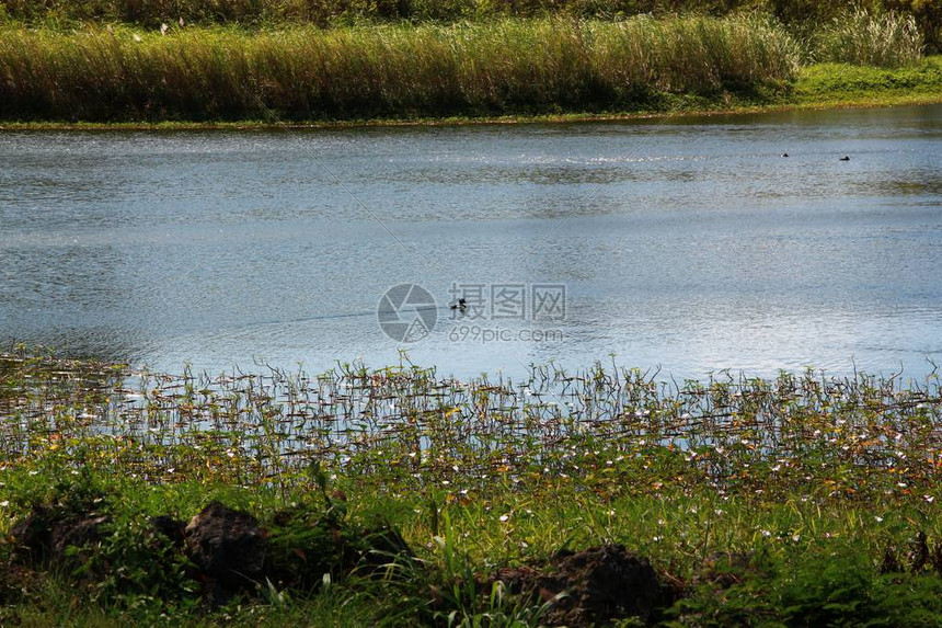 一个小池塘打破了丛林图片