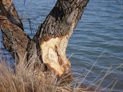 湖边被海狸咬伤的树干残渣图片