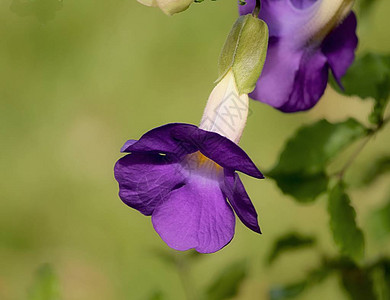淡绿色背景中的紫色钟形花朵图片