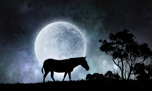 斑马动物反对dak满月背景背景图片