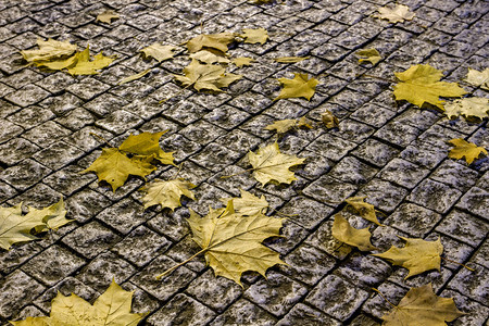 石头路面的黄色叶子图片