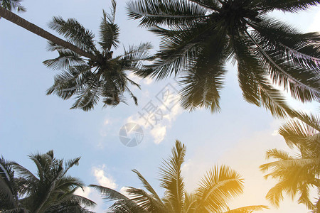 云蓝天空上的棕榈树叶图片