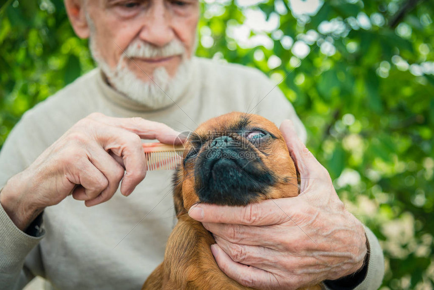 祖父带着一只格里芬犬图片