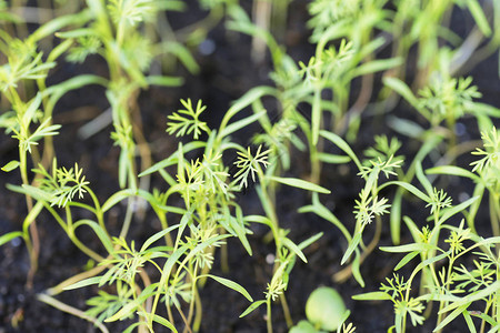 花园里土堆上的小植物图片