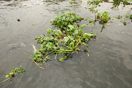 漂浮在河的水葫芦植物图片