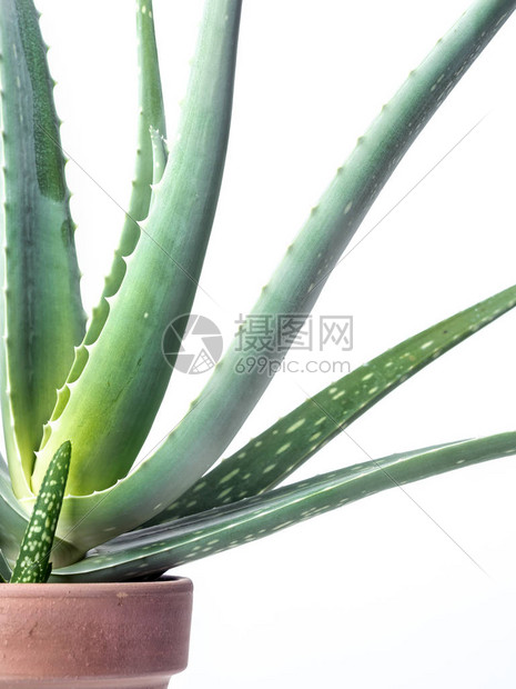 白底陶瓷锅中的Aloe图片