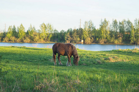 在田野上吃草的棕马和蒲公英图片