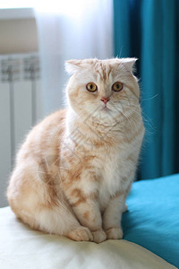 CreamTabbyScottishFoldcat用白色和青色图片