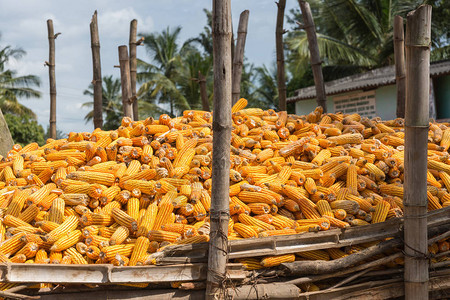 在竹圈中收割的堆积新鲜采摘的和剥皮的成熟的黄橙色玉米鳕图片