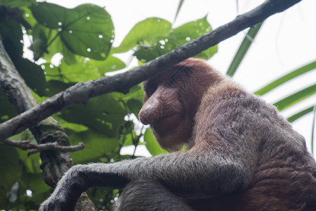 婆罗洲的长鼻猴背景图片
