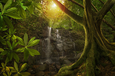 东南亚丛林背景图片