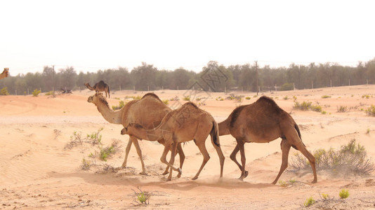 一群可爱的单峰骆驼或单峰骆驼在美丽图片