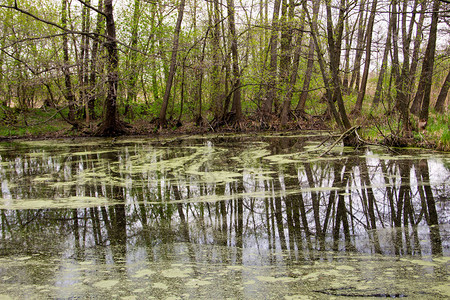 有绿藻的森林湖在水面上图片
