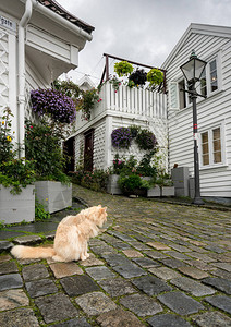 猫坐在狭窄街道的拐角上图片