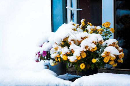 初雪覆盖着秋天的花朵花盆里的菊花站在屋顶阁楼窗户附近下雪了背景图片