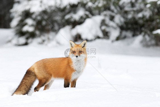 加拿大Algonquin公园的红狐Vulpesv图片
