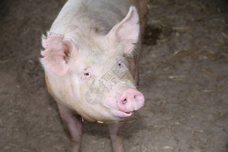 室内动物农场一只年轻大家猪的特写镜头水平前视头特写谷仓中图片