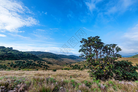 斯里兰卡霍顿平原公园前方的蒙坦纳草地和树林rhododendro图片