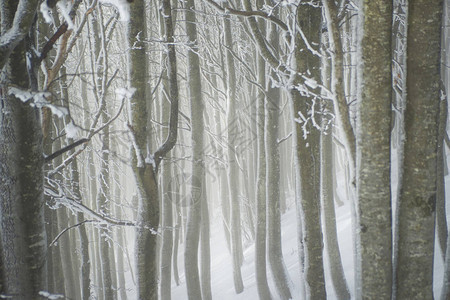 冬季寒雪和寒冷的森林图片