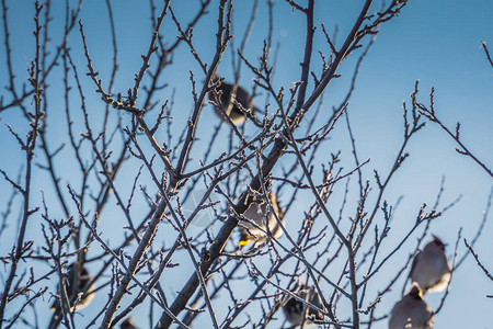 饥饿的太平鸟坐在结霜的树枝上图片