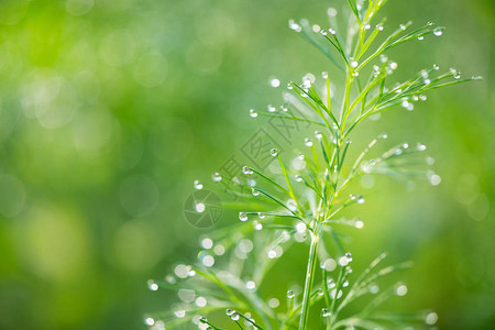 沉淀植物的露水滴落有选择的聚焦点图片