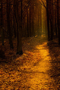 11月在波兰拍摄的一条森林道路以暖橙色背景图片