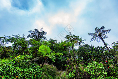 斯里兰卡霍尔顿平原公园中美丽的热带雨林的景象和巨型树苗图片