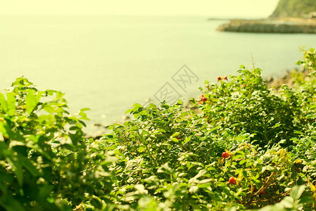 海边的绿野玫瑰布什夏日阳图片