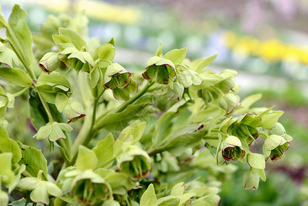 春秋在花园开花的Hellebourusfe图片