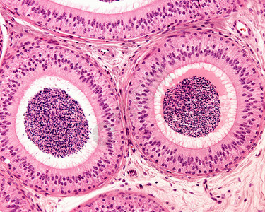 附睾管的两个部分被同心的纤维肌肉组织层包围假复层上皮由显示静纤毛的高柱状细胞和基底细胞组成内腔充图片