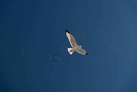 在蓝天的海鸥图片