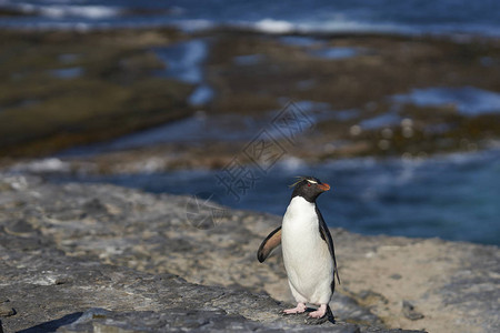 野生动物企鹅图片