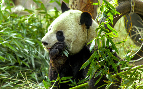 大熊猫特写熊猫吃竹笋图片