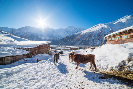 雪山中的牛图片