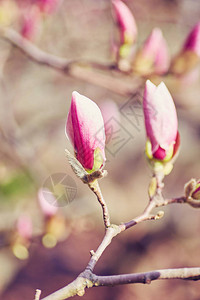 植物园紫玉兰芽宏观图片