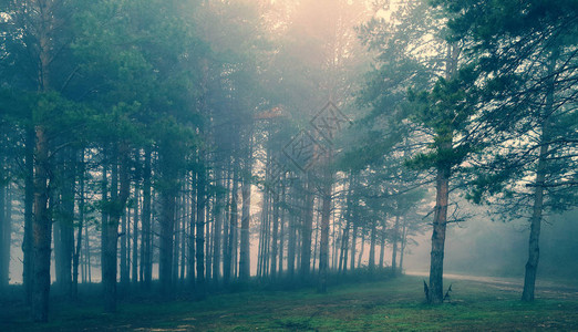 迷雾魔法森林图片