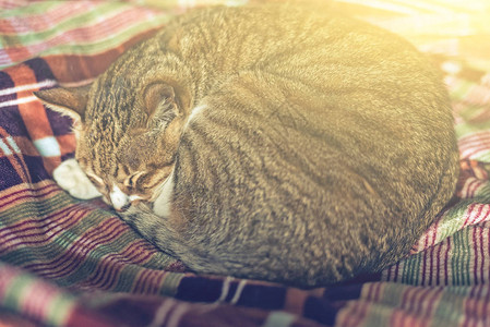 躺在家里床上的虎斑肥猫图片