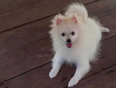 狗博美斯皮茨可爱的白色蓬松自然之美图片