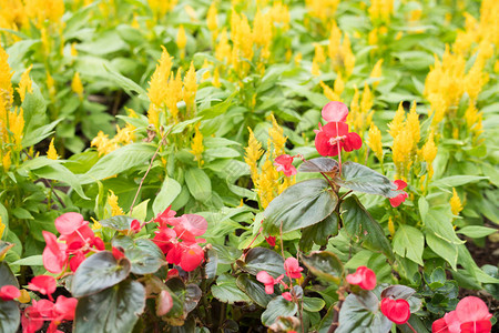 花园里的红色草莓和黄色角标花公园图片