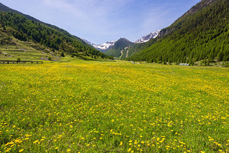 阿尔卑斯山的夏季图片