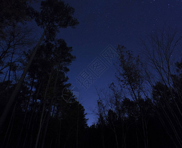 北卡罗来纳州满天繁星前的树木图片