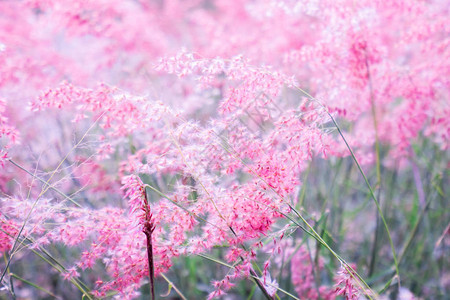 情人节背景模糊的粉红花梅图片